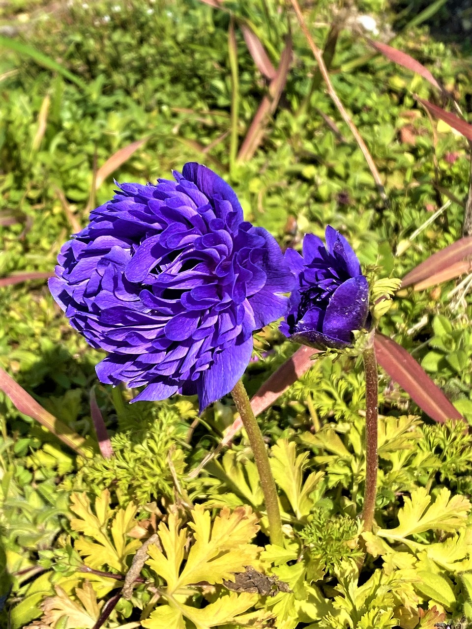 マツ建畑にアネモネの花が咲きました！ 画像