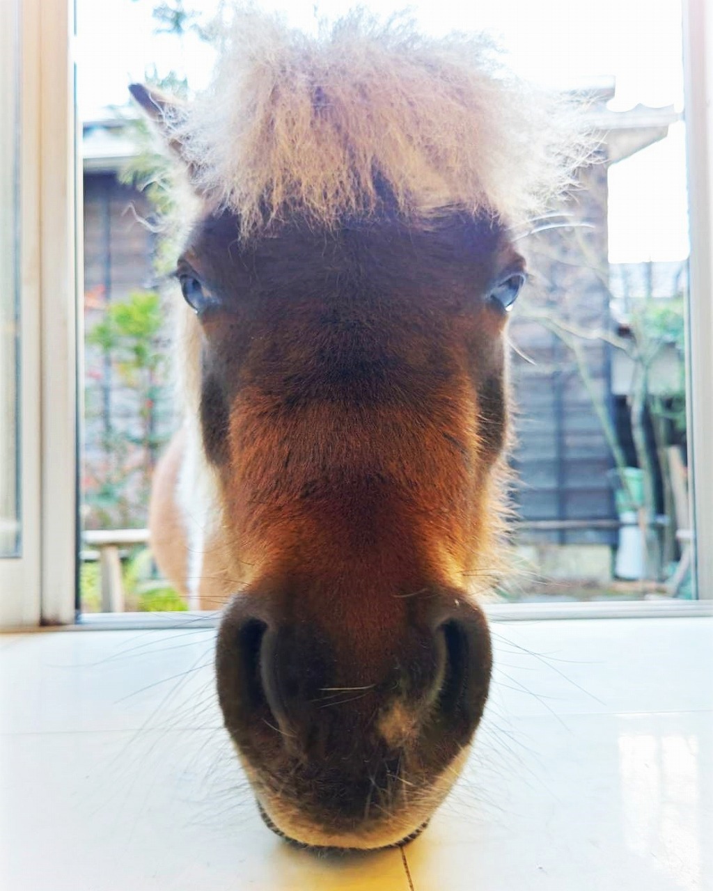 ホースセラピー(*´ω｀*)♥　　❁～自然素材・無垢材たっぷりの家造りマツシマ建築～❁ 画像