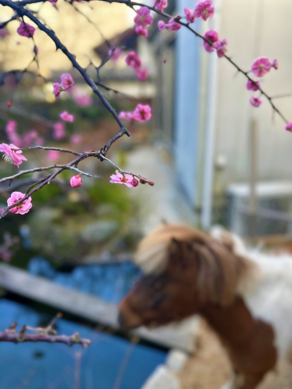 梅の花が咲きだしました❁❁❁～自然素材・無垢材をたっぷり使った家造りのマツシマ建築～ 画像